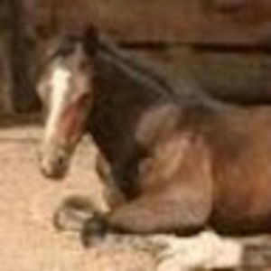 Meet your Posher, Cheri